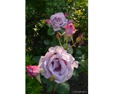 Роза Си-Си (Чайно-гибридная) 1шт (Сиб сад)