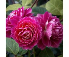 Роза Барон Жиро де Лен (Шраб) 1шт (Сиб сад)