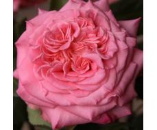 Роза Эшли (Чайно-гибридная) 1шт (Сиб сад)