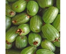 СИБИРСКИЙ САД-МНОГОЛЕТНИКИ.ФИРМА ПОИСК .ПРЕДЗАКАЗ!весна 2026!!!