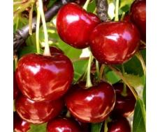 Плодово-ягодные саженцы  предзаказ на весну 2026года!!!!!