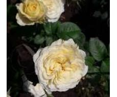 Роза Рикухоталу (Японская) 1шт (Сиб сад)