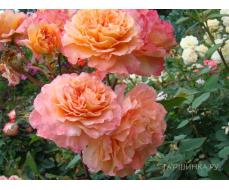 Роза Августа Луиза (Чайно-гибридная) 1шт (Сиб сад)