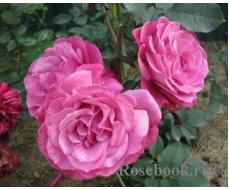 Роза Лиллак Вандер (Чайно-гибридная) 1шт (Сиб сад)