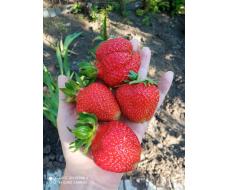 Саженцы клубники