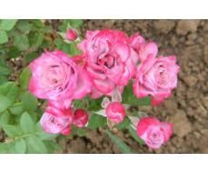 Роза Лавендер Кордана (Миниатюрная) 1шт (Сиб сад)