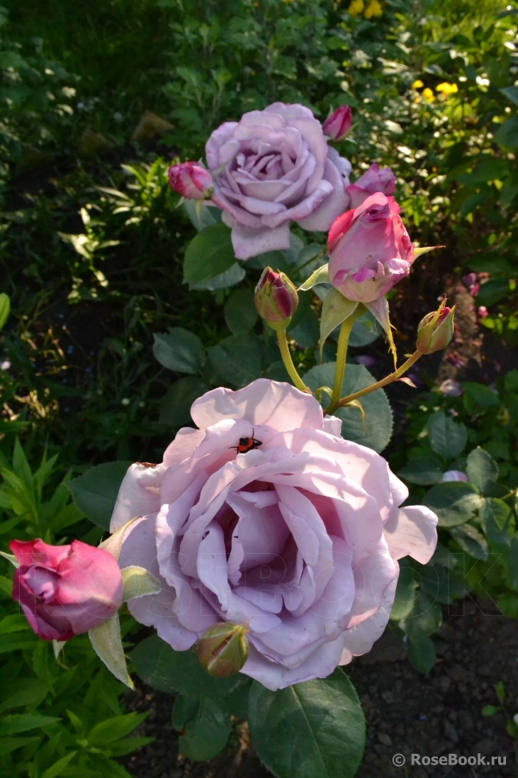 Роза Си-Си (Чайно-гибридная) 1шт (Сиб сад)