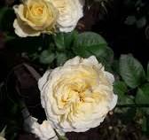 Роза Рикухоталу (Японская) 1шт (Сиб сад)