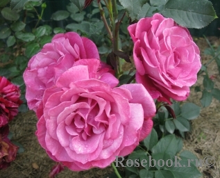 Роза Лиллак Вандер (Чайно-гибридная) 1шт (Сиб сад)