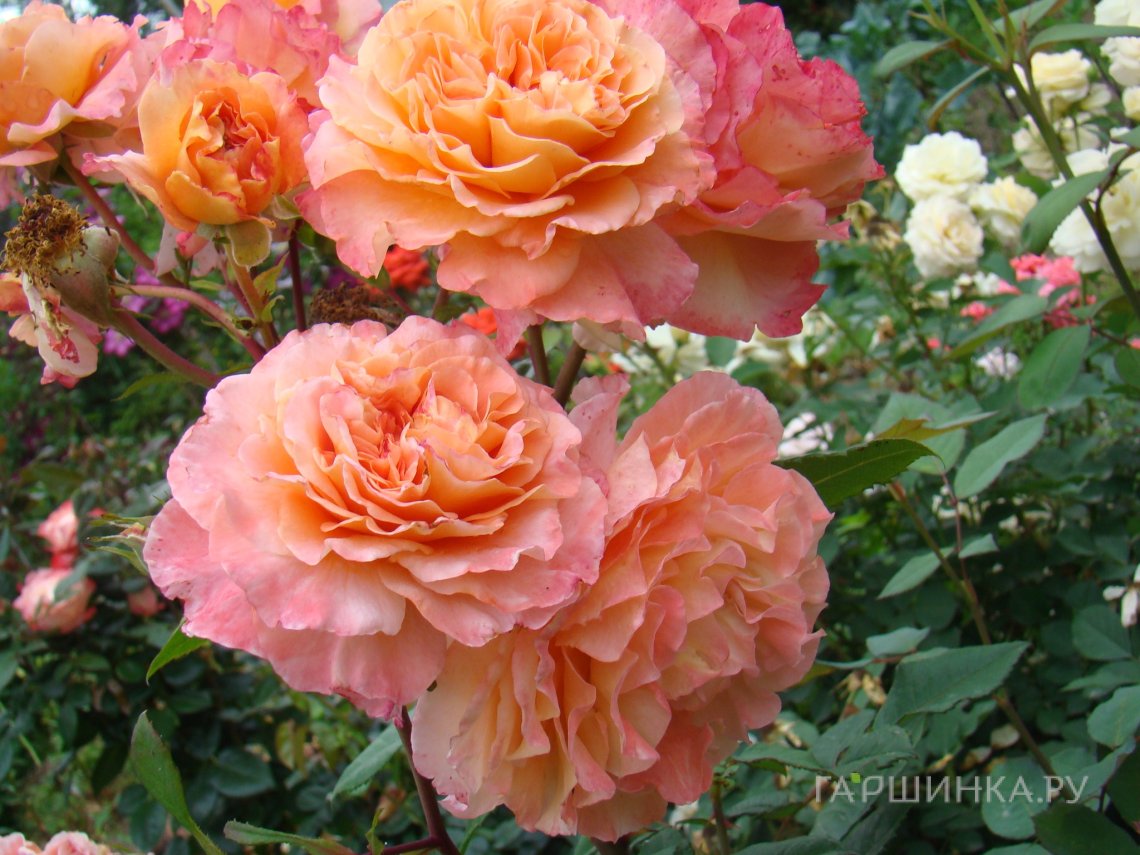 Роза Августа Луиза (Чайно-гибридная) 1шт (Сиб сад)