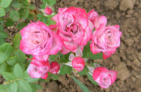 Роза Лавендер Кордана (Миниатюрная) 1шт (Сиб сад)