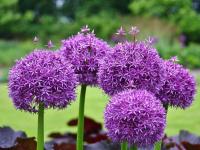 ALLIUM PURPLE SENSATION (ЛУК ДЕКОРАТИВНЫЙ ПЕРПЛ СЕНСЕЙШН)