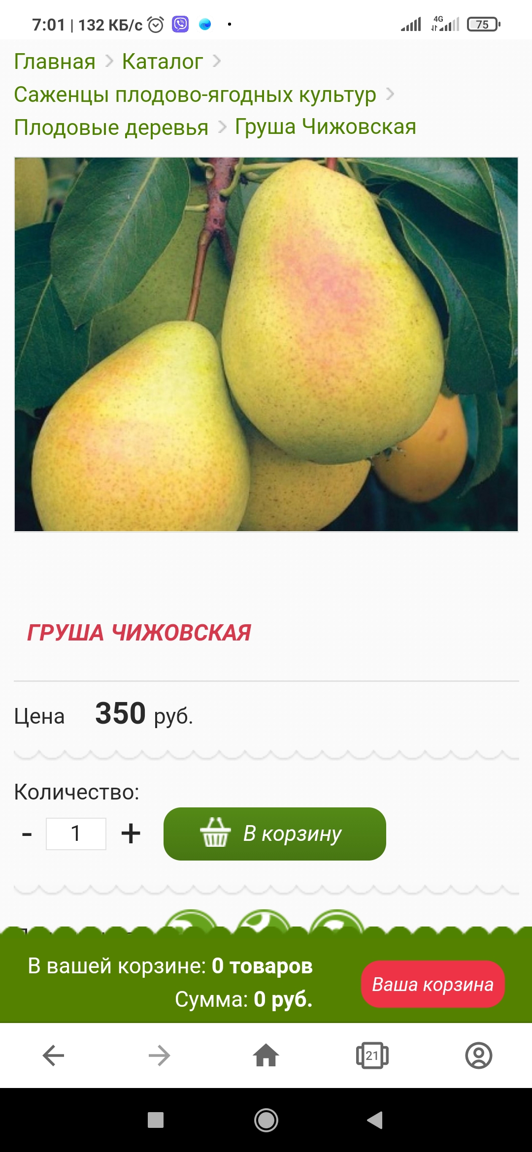 ГРУША ЧИЖОВСКАЯ